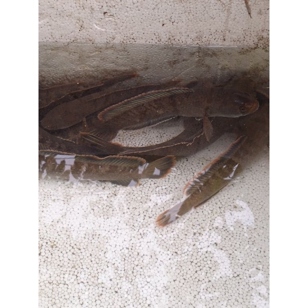 

IKAN LIMBATA
