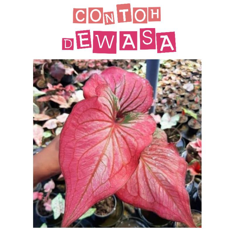 Keladi Hybrid / Tanaman Hias Infinity Caladium Murah