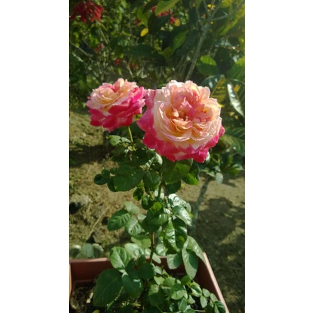 Bibit Bunga Mawar Import Kordes Jubilee-Mawar Hidup-Mawar Wangi-mawar kelopak besar-Tanaman hidup-Bu