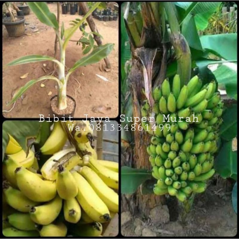Bibit Pisang Morosebo