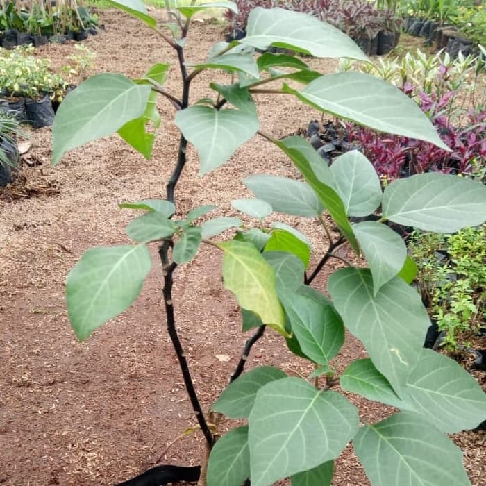 Tanaman hias kecubung bunga ungu - Bibit tanaman kecubung MURAHH