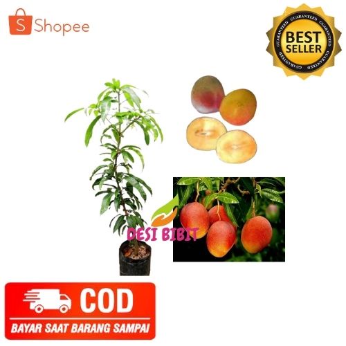 (COD) BIBIT BUAH BIBIT MANGGA YUWEN POHON MANGGA YUWEN TAIWAN MERAH