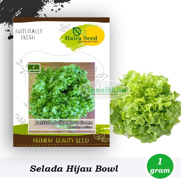 Benih-Bibit Selada Keriting Hijau Salad Bowl Green (Haira Seed)