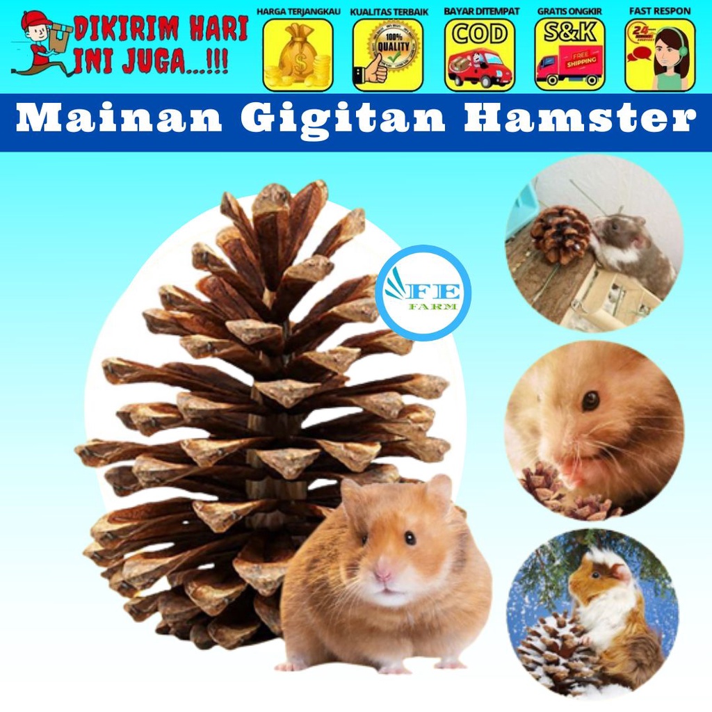 PINE CONE MAINAN GIGIT HAMSTER DAN BAHAN HIASAN MAHAR SESERAHAN RUSTIC FEFARM