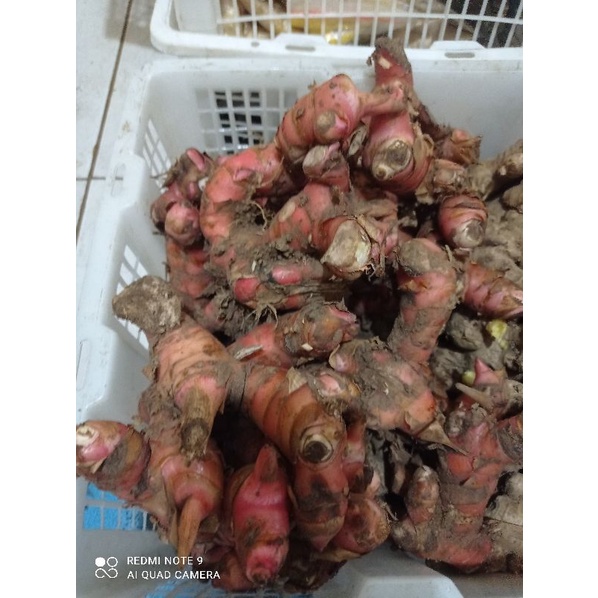 

Lengkoas segar 500gr