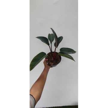 taneman red congo-rojo Congo sangat murah dan bagus