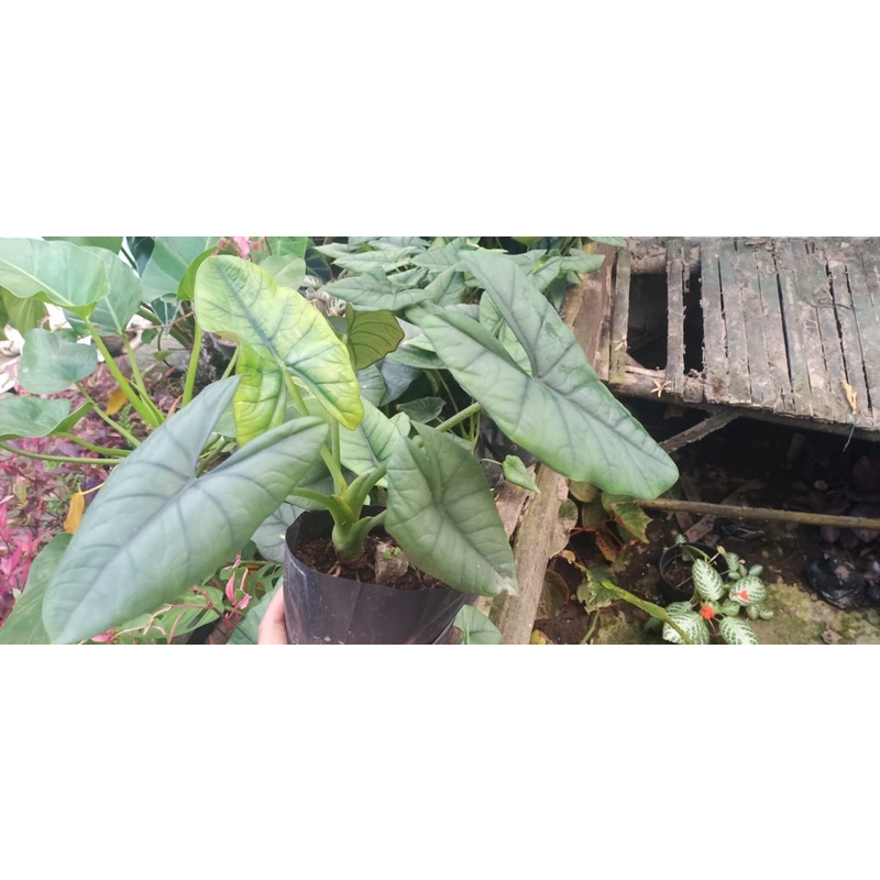 alocasia bhisma sp