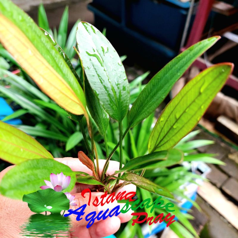 Tanaman Aquarium Echinodorus Red Special Emersed