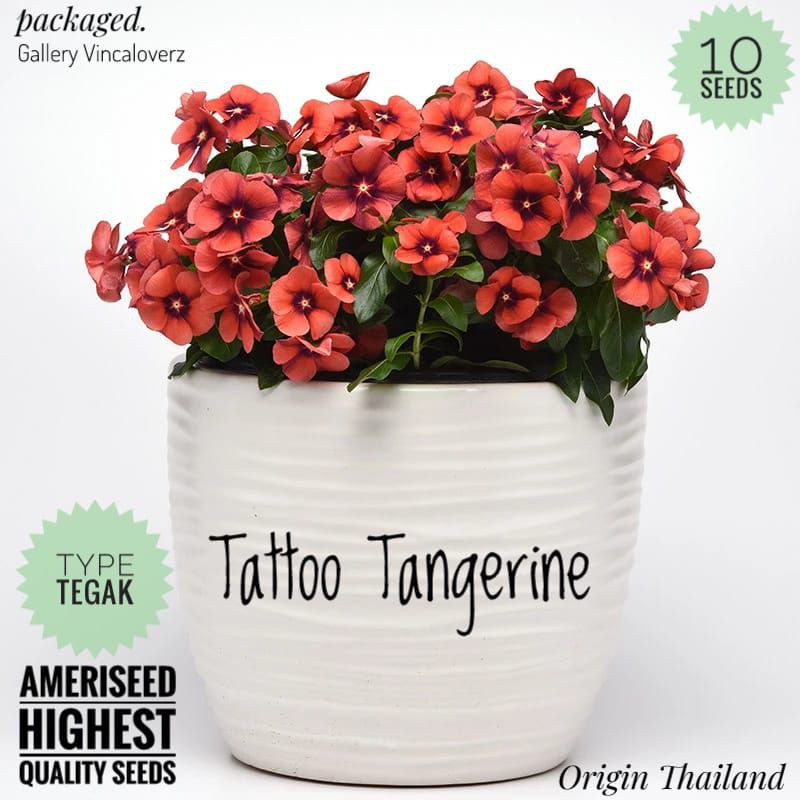 Benih Vinca Tatto Tangerine