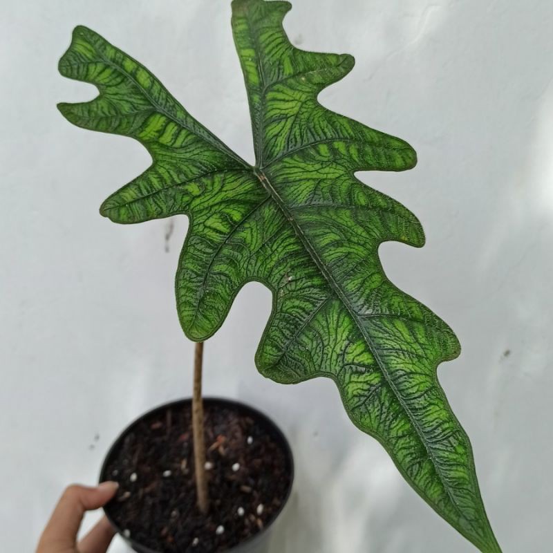 Alocasia Jacklin