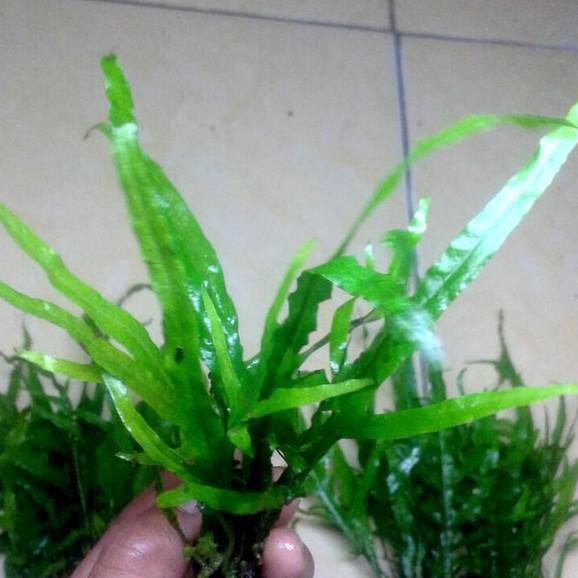 Kadaka Trident - Tanaman Air Aquascape - Tanaman Aquascape Hiasan Aquarium