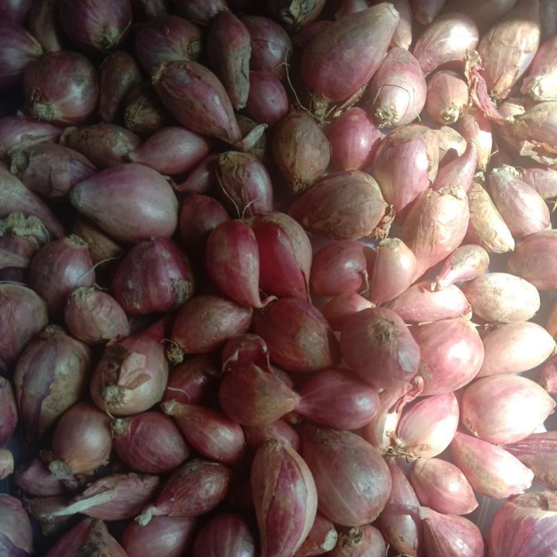 

bawang merah