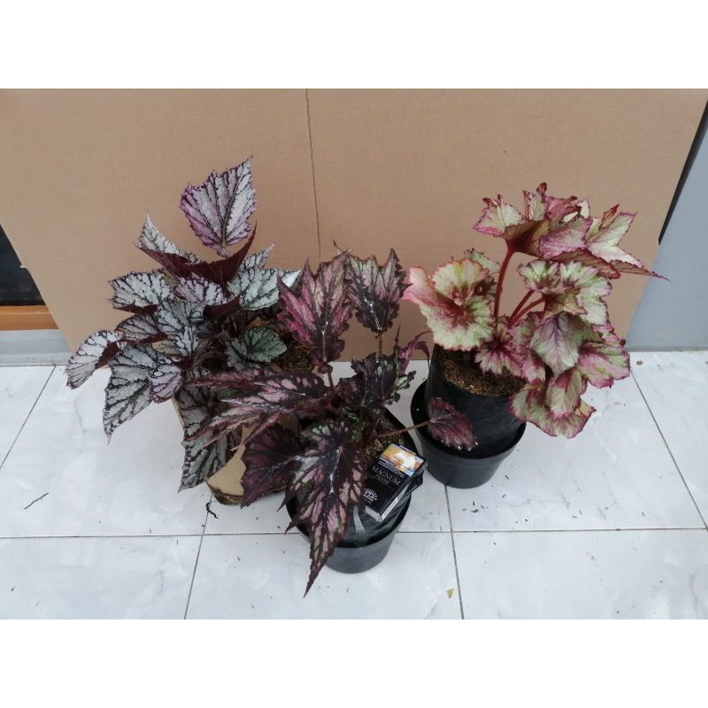 Paket 3 Tanaman Begonia super murah