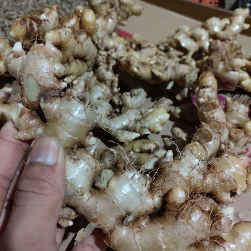 

Jahe emprit segar bersih 500g 1kg fresh baru