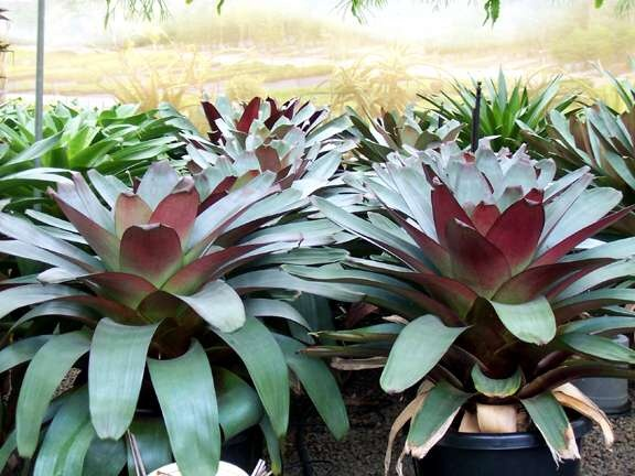 Tanaman hias bromelia giant impeliaris - Pohon bromelia besar - Jumbo