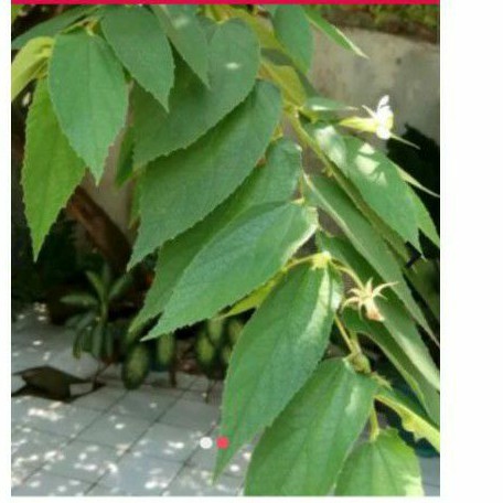 

jual daun kersen segar 250gr/herbal/petik langsung