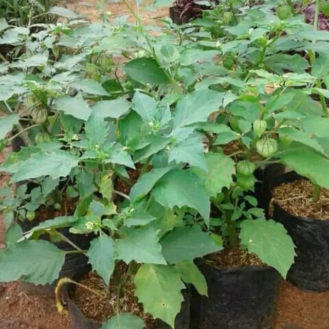 Tanaman herbal pohon ciplukan - Bibit pohon ciplukan