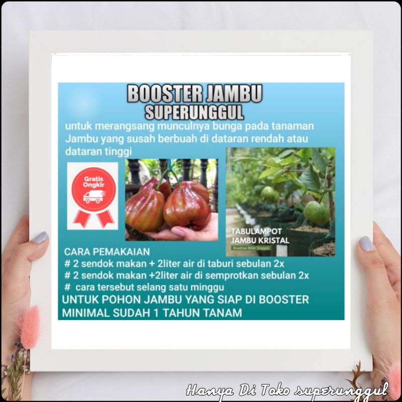 Boster Pupuk Bibit jambu air dan Jambu biji bisa membuat bibit cepat berbuah dan melebatkan buah