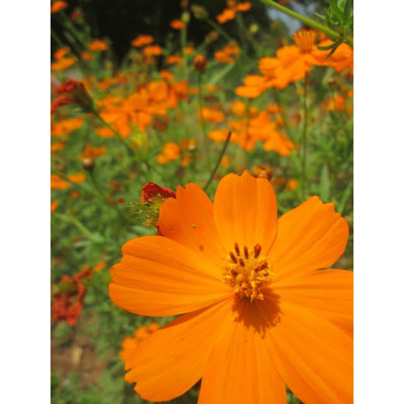 Bibit bunga cosmos orange/ kenikir ecer perbiji
