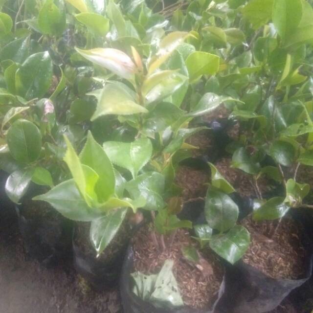 Bibit tanaman cempaka merah atau cempaka Mulya