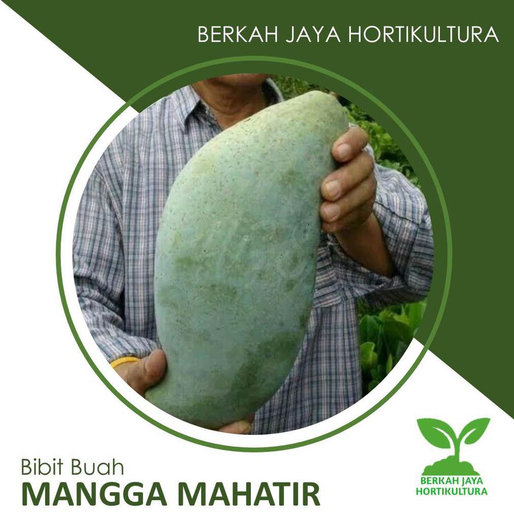 N3Ng Bibit Tanaman Buah Mangga Mahatir