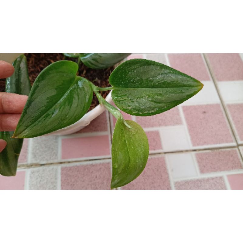 Scindapsus Moonlight Scindapsus Treubii Moonlight