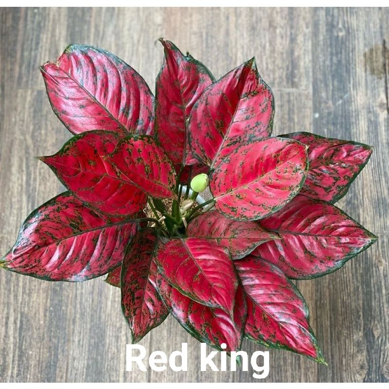 Bibit bonggol aglonema Red King