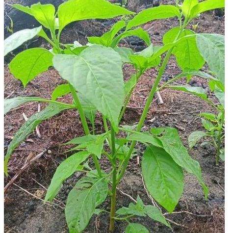 

pucuk cabe rawit segar per tangkai