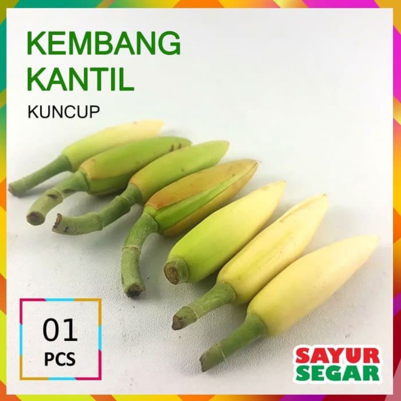 

1 buah kembang bunga kantil kuncup segar