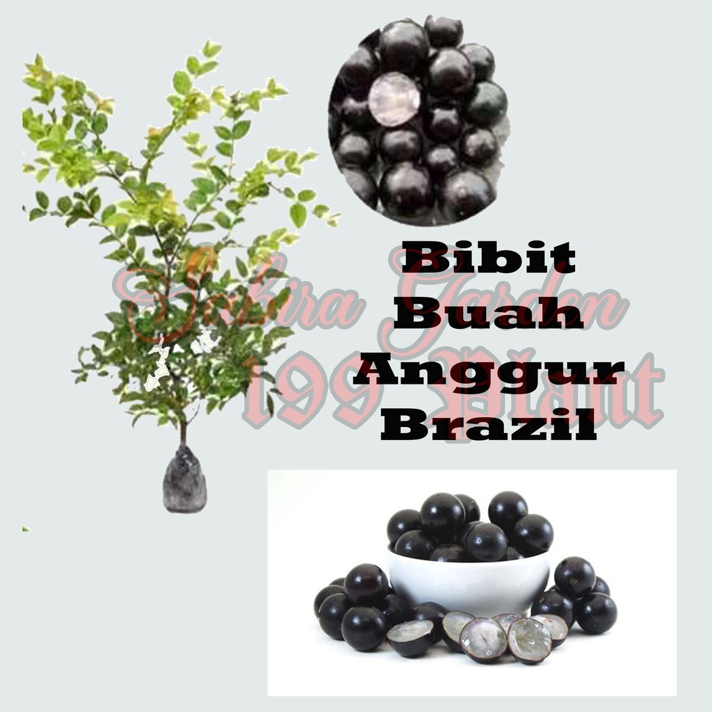 Bibit Tanaman Buah Anggur Brazil (Jaboticaba)