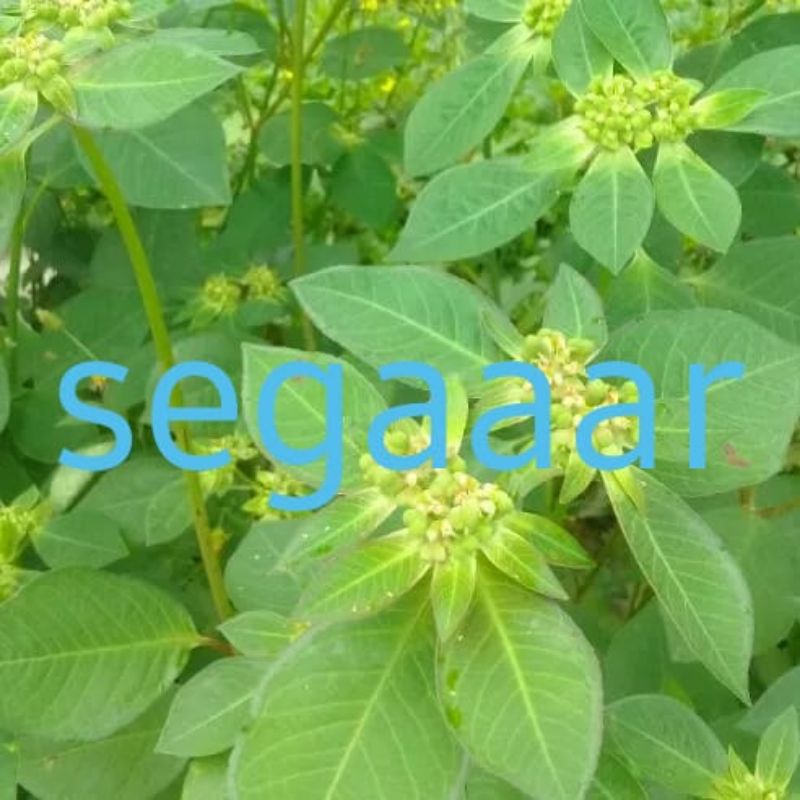 

Daun Sena/katemas/patik mas suduk mentul segar 1kg