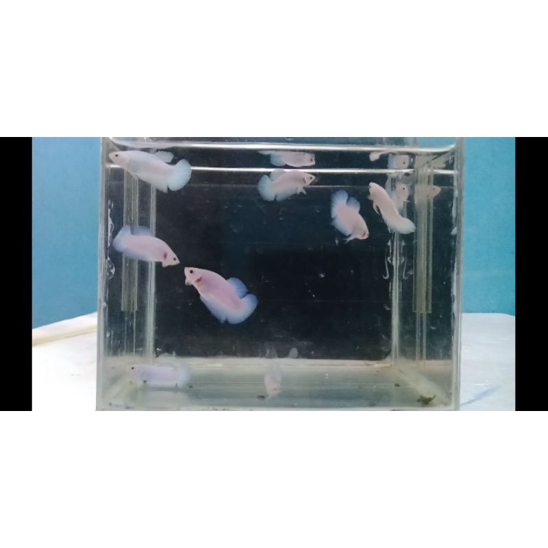 ikan cupang blue rim line ori thailand clean body
