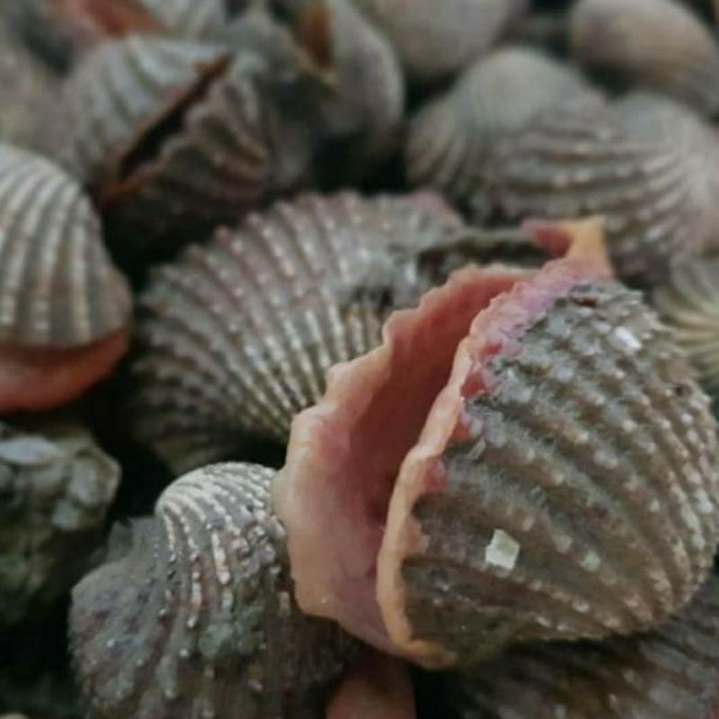 

Kerang Dara