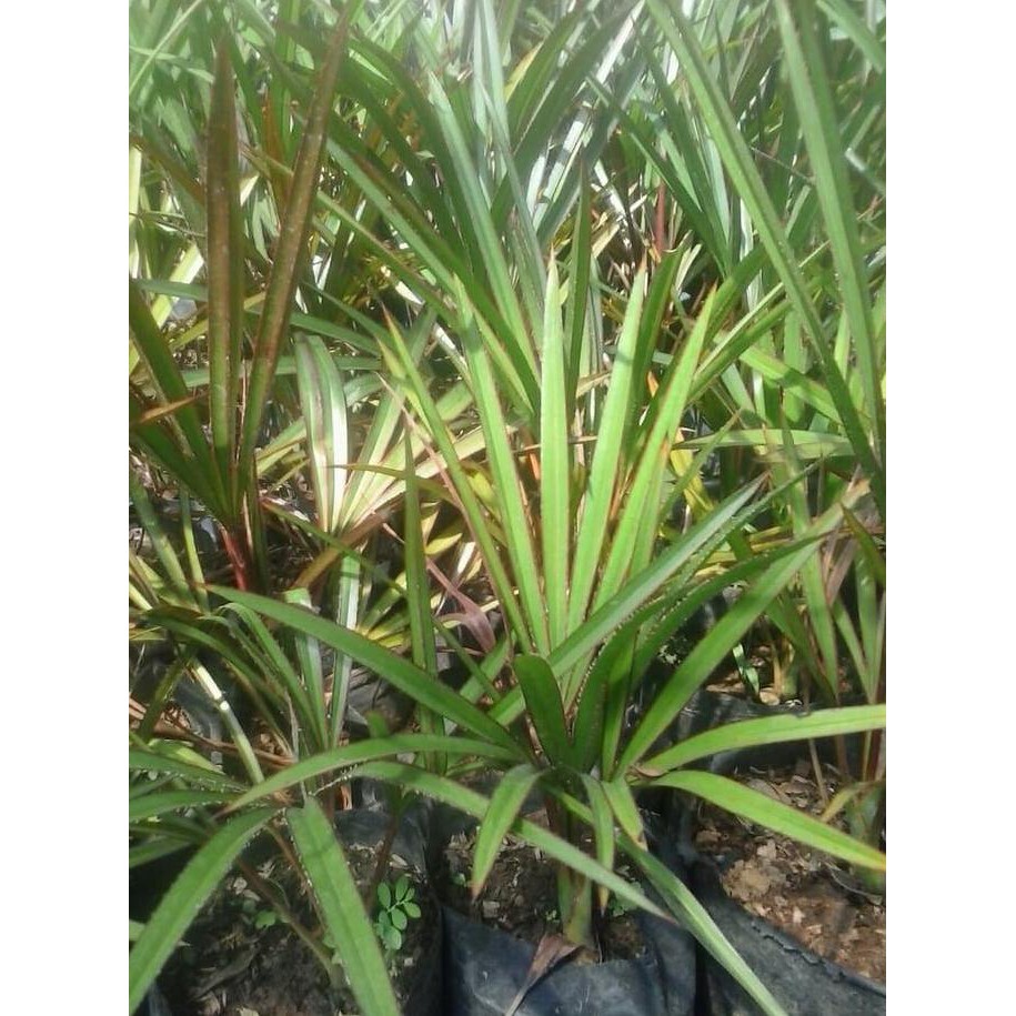 BIBIT TANAMAN HIAS PALEM ANGGUR MERAH 30CM FREONG