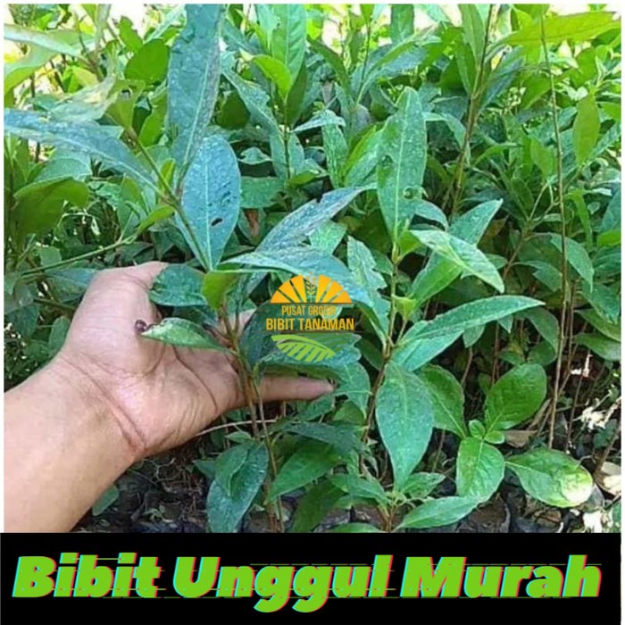 bibit daun salam terlaris