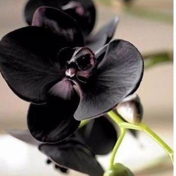 promo - anggrek dendrobium bunga hitam papua TERBARU