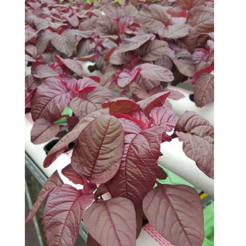 1000 Benih Bayam Merah Red Bintang Asia - Bibit Tanaman Sayur Sayuran Seribuan