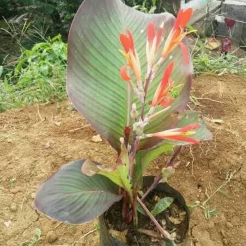 Jual Bibit Ganyong Tanaman Langka Shopee Indonesia