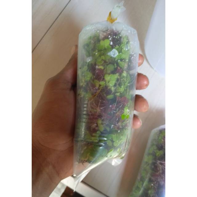 Indukan Spirodela satu plastik ukuran 9x20