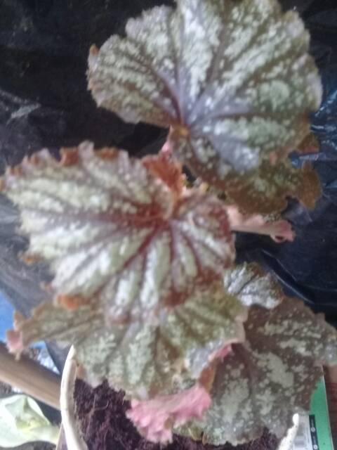 Begonia PERAK