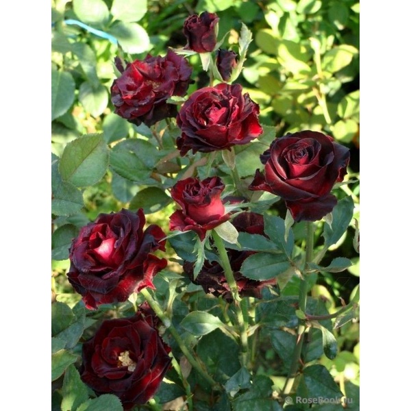 Bunga Mawar Hidup Black Magic-Mawar Hitam-Mawar cantik-Mawar murah-berbunga