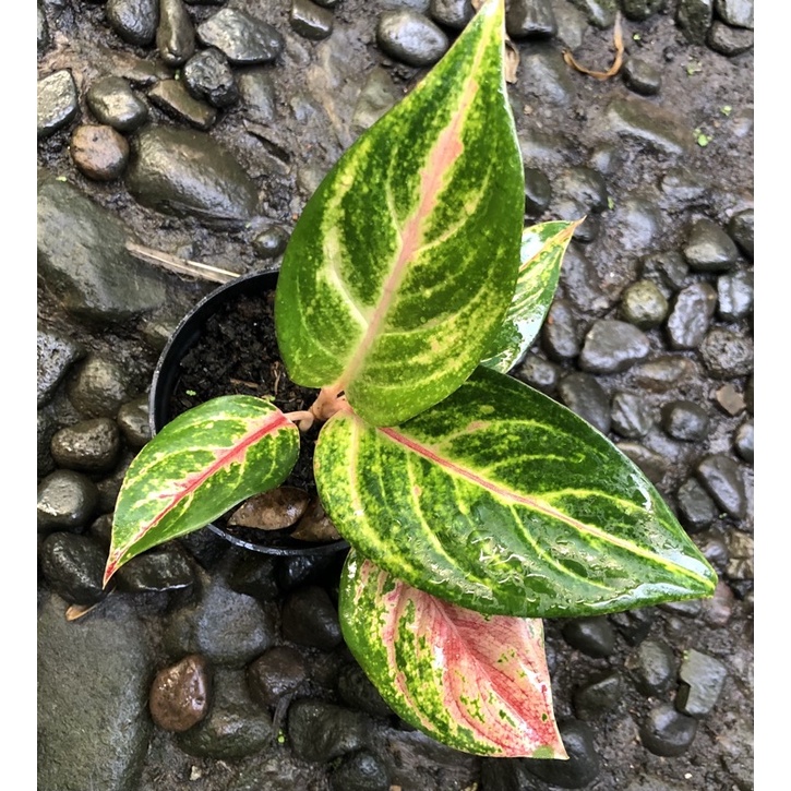 aglonema red imelda mutasi