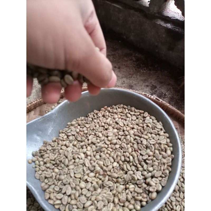 Kopi Biji Robusta Temanggung Green Bean Robusta Kopi Mentah Siap Sangrai Bahan Baku Kopi Bubuk