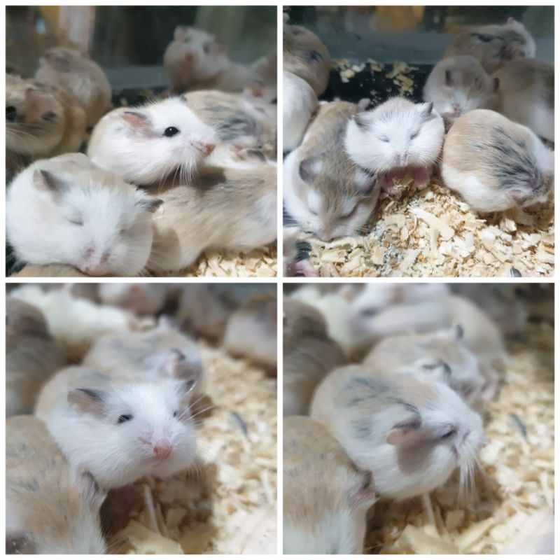 JUAL HAMSTER ROBOROVSKI Husky white face normal face WF NF robo roborovsky