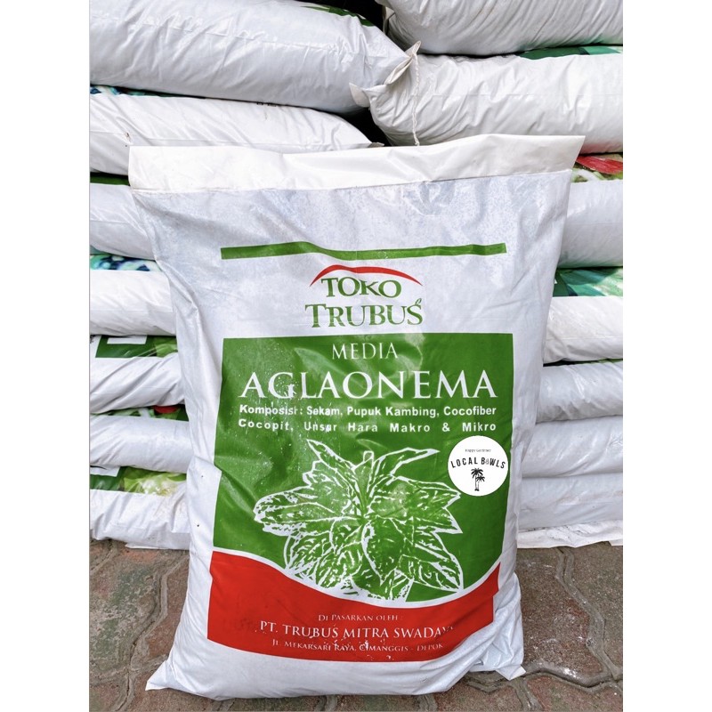 media tanam aglonema trubus
