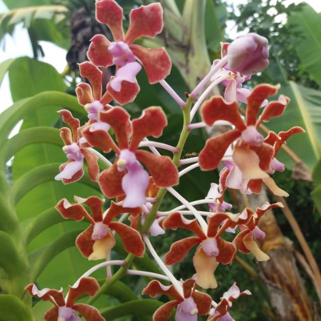 vanda limbata