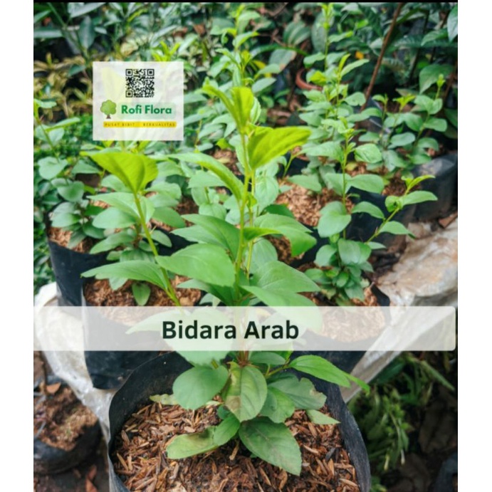 Tanaman Daun Bidara