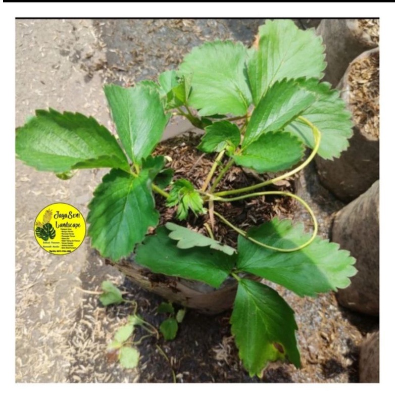 TANAMAN BUAH STRAWBERRY/POHON BUAH STRAWBERRY + POT HITAM