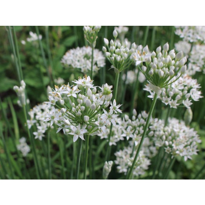 Benih-Bibit Kucai/Garlic Chives (Haira Seed)