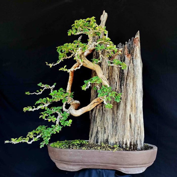 Bonsai Kimeng Gaya Bunjin Cahunit Com